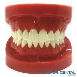 Natural Size Upper And Lower Arch Dental / Education Demonstration Model