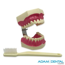 Oversize Upper And Lower Arch With Brush Dental / Education Demonstration Model