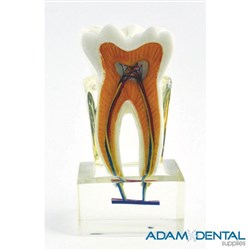 Cross Section Of Tooth Dental/Education Demonstration Model