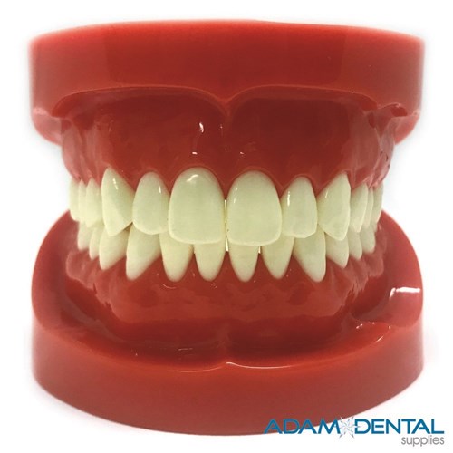 Natural Size Upper And Lower Arch Dental / Education Demonstration Model