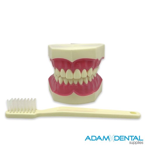 Oversize Upper And Lower Arch With Brush Dental / Education Demonstration Model