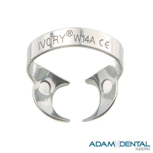 Molar Wingless W14A Large Partially Erupted